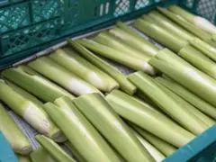 信州産 マコモダケ 1kg