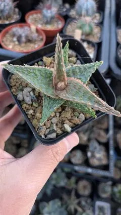 2025年最新】ロウルサンコ アロエの人気アイテム - メルカリ