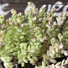 多肉植物 セダム ミルキーウエイ ミルキーウェイ 30カット - メルカリ