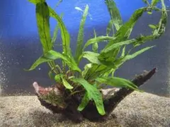 ミクロソリウム ナローリーフ巻き流木