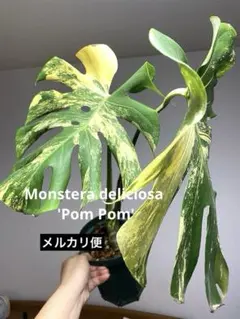 2026年最新】モンステラ イエローマリリンの人気アイテム - メルカリ
