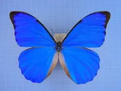 2025年最新】モルフォ 標本の人気アイテム - メルカリ