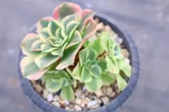 ま*ん様 アエオニウム・雨花石群生