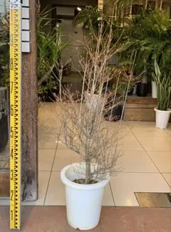 みえりん様専用【現品・鉢まま出荷】スモークツリー グレース - メルカリ