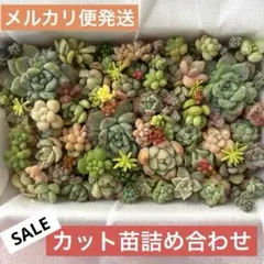多肉植物カット苗詰め合わせＡ