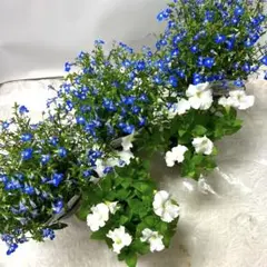 ロベリアとペチュニアの花苗5ポットセットのサムネイル