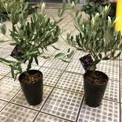 2026年最新】オリーブの木 シプレッシーノの人気アイテム - メルカリ