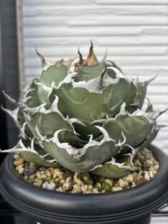 2025年最新】白鯨 子株の人気アイテム - メルカリ