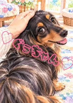 《一点限り》ミニチュアダックス 甘えて振り向く瞬間