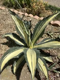 2025年最新】アガベ アメリカーナ縞斑の人気アイテム - メルカリ