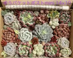 Nライアン ピンクルルビー入り多肉植物詰め合わせセット