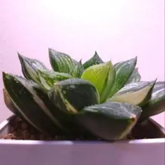 と*ね様 多肉植物　ハオルチア　火炎錦　鮮明錦　極上斑 多肉植物 ハオルチア 火炎錦 鮮明錦 極上斑 - メルカリ