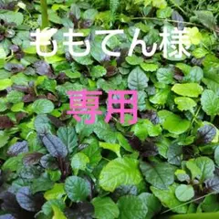 ももてん様専用　アジュガ　苗