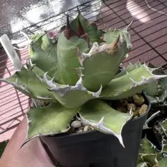 森のこびと様 リクエスト 3点 まとめ商品