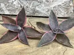 2025年最新】マンガベ フォクシーレディの人気アイテム - メルカリ