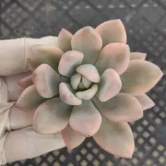 Top【選抜株】多肉植物 360927オパリナ錦 10個 鉢無し/脱土 - メルカリ