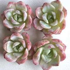 レア品種】☆ピュアラブ☆多肉植物4苗セット 土・根付き - メルカリ
