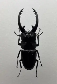 2025年最新】クワガタの人気アイテム - メルカリ