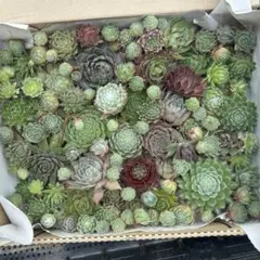 多肉植物　★宅急便無料★ センペルビウム　詰め合わせ　カット苗　多肉弁当のサムネイル