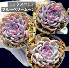 ハルモモ様 リクエスト 2点 まとめ商品