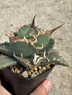 清櫻 Seoセオ脇芽 アガベ オテロイ チタノタ - メルカリ