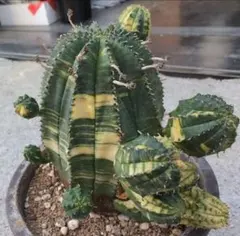 輸入株 ユーフォルビア オベサ錦 カキコ カット苗 ② 送料込み - メルカリ