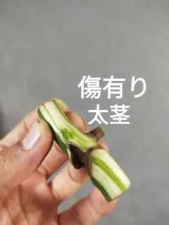 A35】斑入りモンステラ ホワイトタイガー 茎伏せ用カット茎 成長点1つ