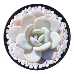 k*i様 YP1 美苗大人気ラウイ 今日限定セール SALE 多肉植物 エケベリ