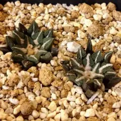 亀甲牡丹 実生 鉢植えメルカリ便送料込み 亀甲牡丹 国内実生 鉢植え メルカリ便送料込み - メルカリ