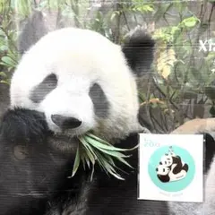 2026年最新】上野動物園シャオシャオレイレイの人気アイテム - メルカリ