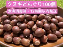 【12時間以内発送】クヌギどんぐり 100個