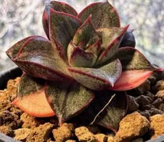 メ*リ様 No.s629新入荷　麒麟座錦　エケベリア　多肉植物　撮影12月30日