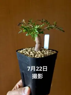 オペルクリカリア　パキプス　根挿しのサムネイル