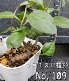訳あり ひょろこ (No.111) おかわかめ 栽培用 苗 むかご - メルカリ