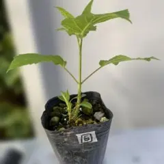 fumi様 リクエスト 2点 まとめ商品