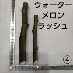 2026年最新】イチジク穂木の人気アイテム - メルカリ