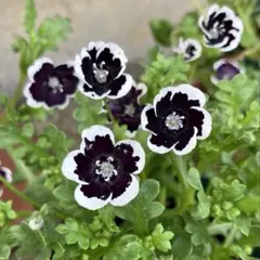 【花の種】一年草❤︎ネモフィラ・ペニーブラック❤︎種100粒❤︎おまけの種つき