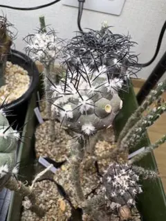 C41【発根済】コピアポア 黒王丸 強刺 エリオシケ 多肉植物 サボテン
