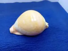 2026年最新】貝標本 ダカラの人気アイテム - メルカリ