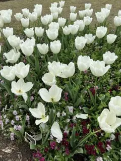 ฅ^. ̫.^ฅ様専用ページ