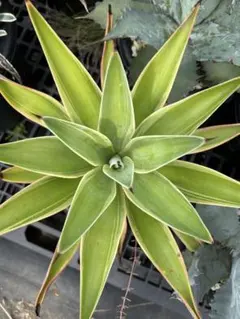 2025年最新】アガベ・デスメティアナの人気アイテム - メルカリ
