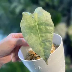 maruuu様 リクエスト 2点 まとめ商品