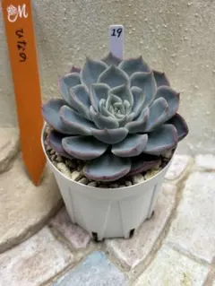 Miyaさん苗 希少 つむぎxひなの レア 札付き Miyaさん苗 希少 つむぎxひなの レア 札付き