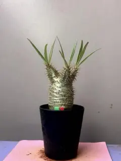 グラキリス ガーデニング