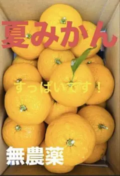 ＊自宅栽培　無農薬　夏みかん　約5キロ　売り切れごめん＊