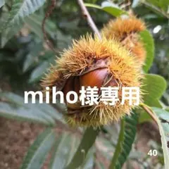 ☆miho様専用☆　むき栗　約500g　自然栽培　農薬不使用　剥き栗