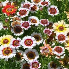 賀様 リクエスト 3点 まとめ商品