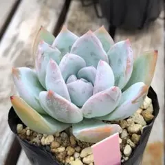 ミックスベリア ピーチック おらいさん 抜き苗 多肉植物 - メルカリ