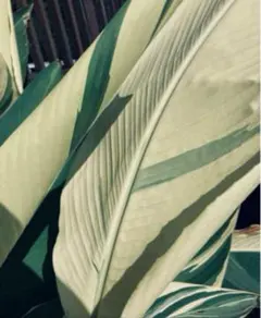 2025年最新】カンナ シュトゥットガルトの人気アイテム - メルカリ