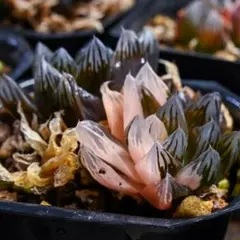 チ*ー様 多肉植物 ハオルチア 火炎錦 鮮明錦 極上斑 - メルカリ
